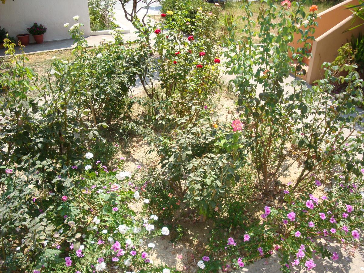 Yannis Apartments Amoudara Lasithiou المظهر الخارجي الصورة